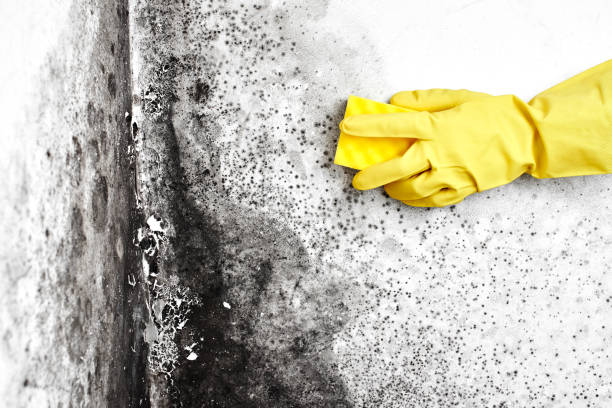 Best Localized Mold Remediation (e.g., coastal areas, humid climates) in Cottage Grove, WI