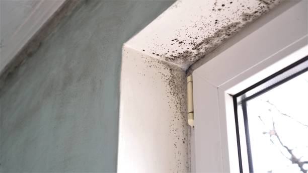Best Kitchen Mold Remediation in Cottage Grove, WI