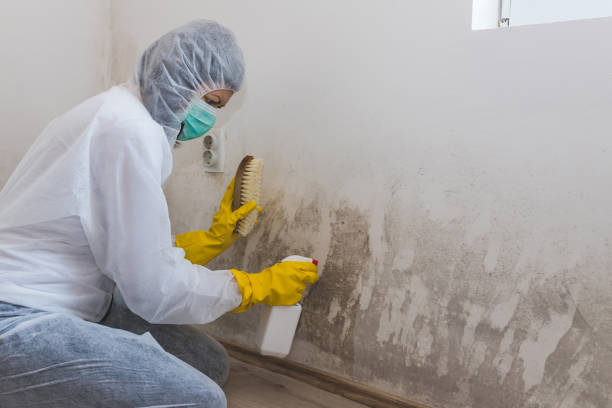 Best White Mold Remediation in Cottage Grove, WI