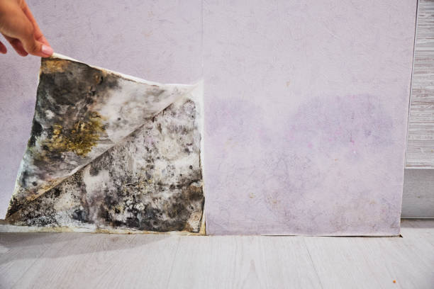 Best Post-Flood Mold Remediation in Cottage Grove, WI